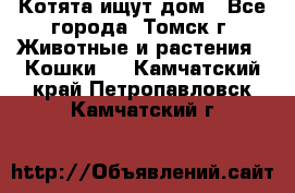 Котята ищут дом - Все города, Томск г. Животные и растения » Кошки   . Камчатский край,Петропавловск-Камчатский г.